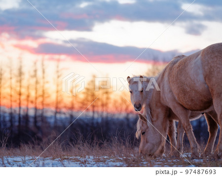 母馬と子馬 97487693