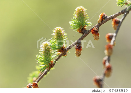 カラマツの新緑と雌花、雄花 札幌市 カラマツの新緑と雌花、雄花 札幌市 97488919