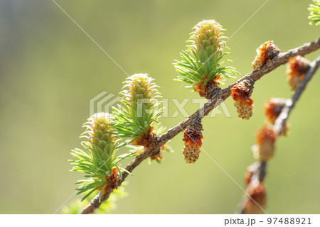 カラマツの新緑と雌花、雄花 札幌市 カラマツの新緑と雌花、雄花 札幌市 97488921