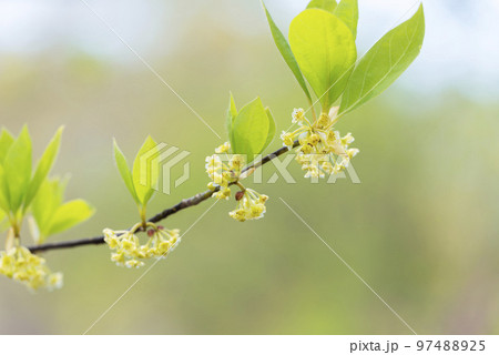 オオバクロモジ　有珠善光寺自然公園　北海道 伊達市 97488925