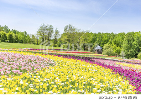 チューリップ畑 滝野すずらん丘陵公園 札幌市 チューリップ畑 滝野すずらん丘陵公園 札幌市 97488998