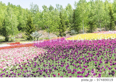 チューリップ畑　滝野すずらん丘陵公園　札幌市 97489019