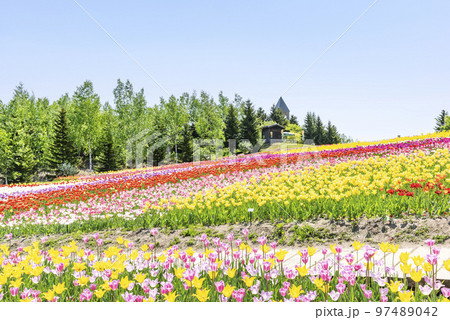 チューリップ畑 滝野すずらん丘陵公園 札幌市 チューリップ畑 滝野すずらん丘陵公園 札幌市 97489042