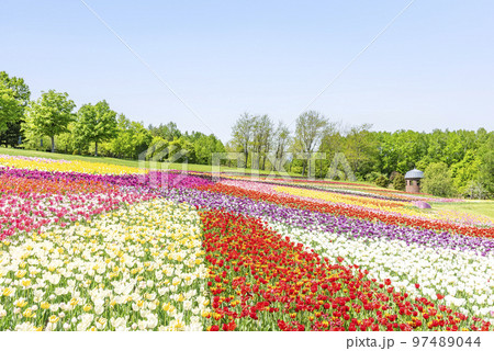 チューリップ畑 滝野すずらん丘陵公園 札幌市 チューリップ畑 滝野すずらん丘陵公園 札幌市 97489044