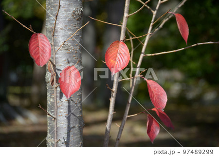 秋の大覚寺　桜の葉の紅葉　京都市右京区嵯峨 97489299