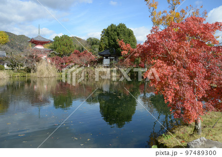 秋の大覚寺　紅葉の大沢池　京都市右京区嵯峨 97489300