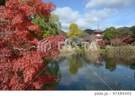 秋の大覚寺 紅葉の大沢池 京都市右京区嵯峨 秋の大覚寺 紅葉の大沢池 京都市右京区嵯峨 97489305