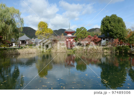 秋の大覚寺　紅葉の大沢池　京都市右京区嵯峨 97489306