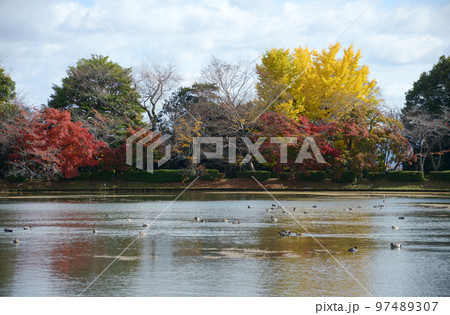 秋の大覚寺 紅葉の大沢池 京都市右京区嵯峨 秋の大覚寺 紅葉の大沢池 京都市右京区嵯峨 97489307