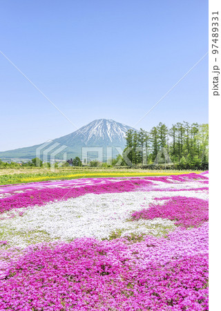 シバザクラと羊蹄山 俱知安町 シバザクラと羊蹄山 俱知安町 97489331