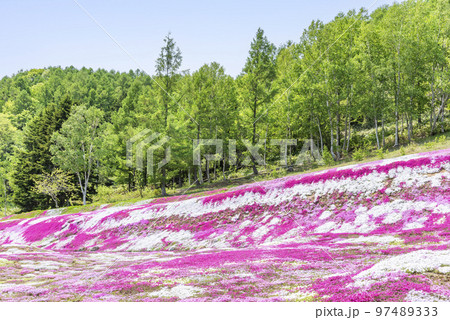 シバザクラ 俱知安町 シバザクラ 俱知安町 97489333