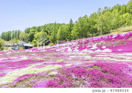 シバザクラ　俱知安町 97489334