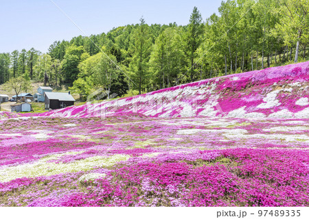 シバザクラ　俱知安町 97489335