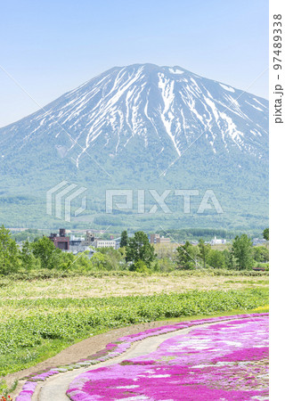 シバザクラと羊蹄山 俱知安町 シバザクラと羊蹄山 俱知安町 97489338