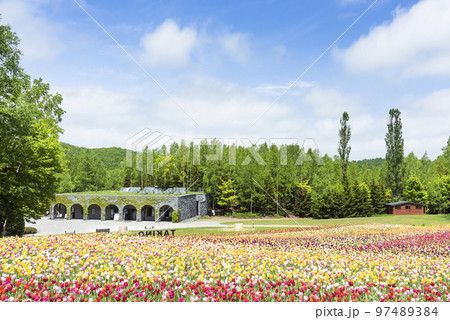 チューリップ畑　滝野すずらん丘陵公園　札幌市 97489384