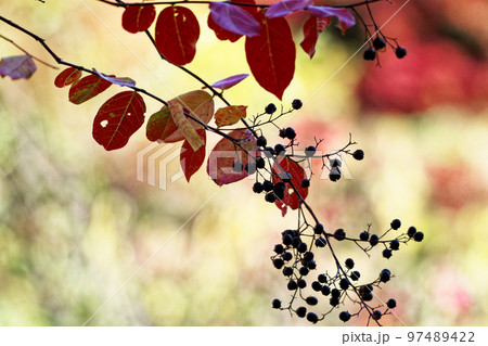 ミソハギ科サルスベリの紅葉と果実 97489422