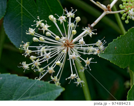 ウコギ科ヤツデの花 ウコギ科ヤツデの花 97489423