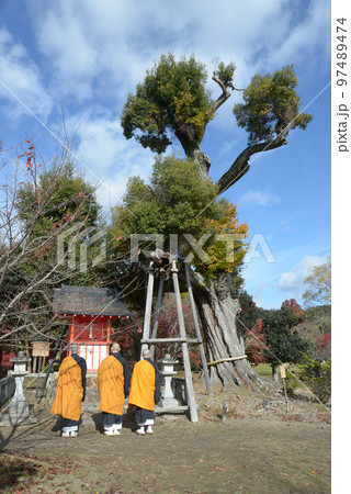 秋の大覚寺 紅葉の大沢池の御神木 京都市右京区嵯峨 秋の大覚寺 紅葉の大沢池の御神木 京都市右京区嵯峨 97489474
