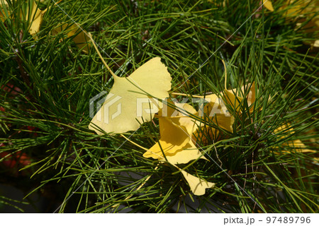 秋の大覚寺　銀杏の落葉　京都市右京区嵯峨 97489796