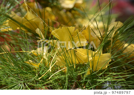 秋の大覚寺 銀杏の落葉 京都市右京区嵯峨 秋の大覚寺 銀杏の落葉 京都市右京区嵯峨 97489797