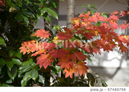 秋の大覚寺 カエデの紅葉 京都市右京区嵯峨 秋の大覚寺 カエデの紅葉 京都市右京区嵯峨 97489798