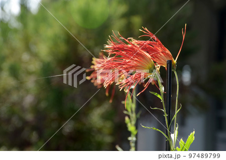 秋の大覚寺　境内の嵯峨菊　京都市右京区嵯峨 97489799