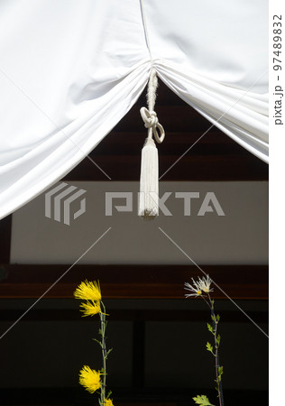 秋の大覚寺 式台玄関の式幕と嵯峨菊 京都市右京区嵯峨 秋の大覚寺 式台玄関の式幕と嵯峨菊 京都市右京区嵯峨 97489832