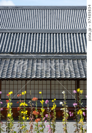 秋の大覚寺 伽藍と嵯峨菊 京都市右京区嵯峨 秋の大覚寺 伽藍と嵯峨菊 京都市右京区嵯峨 97489834