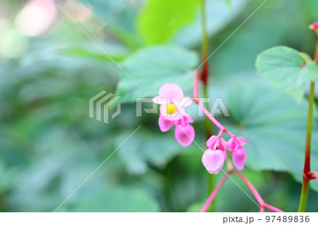 シユウカイドウの花 97489836