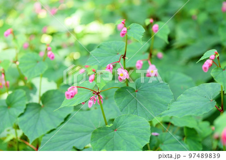 シユウカイドウの花 97489839