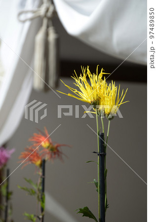 秋の大覚寺 境内の嵯峨菊 京都市右京区嵯峨 秋の大覚寺 境内の嵯峨菊 京都市右京区嵯峨 97489850