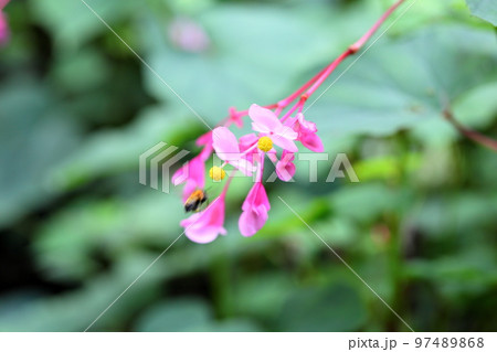 シユウカイドウの花 97489868