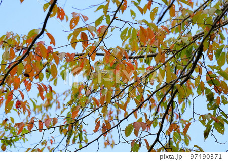 紅葉 桜の葉 紅葉 桜の葉 97490371
