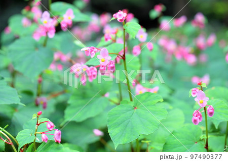 シユウカイドウの花 シユウカイドウの花 97490377