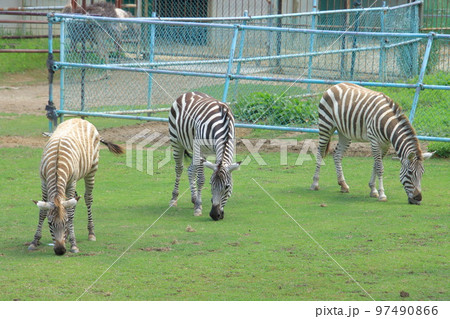 シマウマの家族 97490866