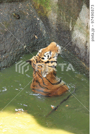 泳ぐトラ 97490873