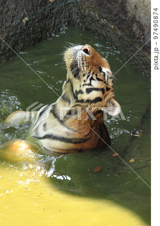 泳ぐトラ 97490874