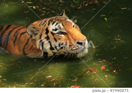 泳ぐトラ 97490875