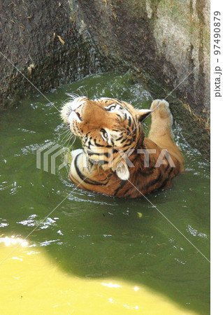 泳ぐトラ 泳ぐトラ 97490879