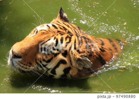 泳ぐトラ 泳ぐトラ 97490880