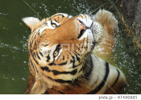 泳ぐトラ 97490885