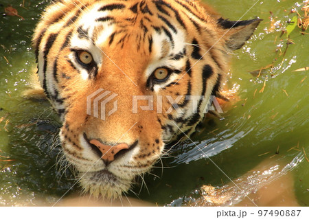 泳ぐトラ 97490887