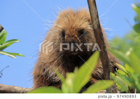 木の上のヤマアラシ 木の上のヤマアラシ 97490893
