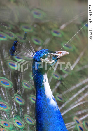 クジャクの横顔 97491377