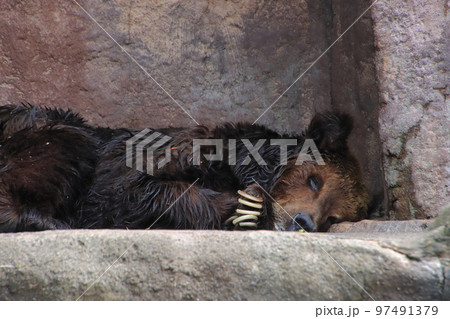 寝転ぶクマ 97491379