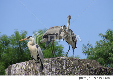崖の上のサギ 97491380