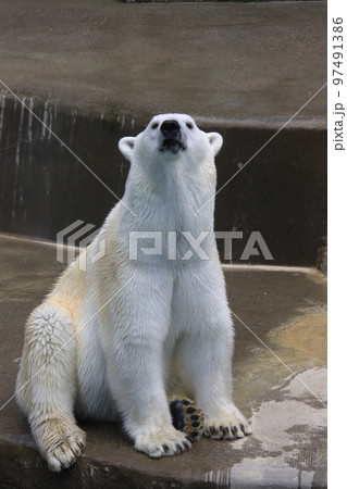座るシロクマ 97491386
