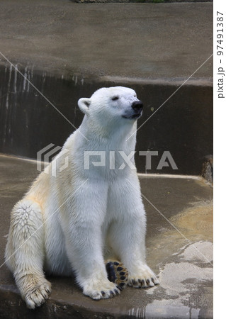 座るシロクマ 97491387