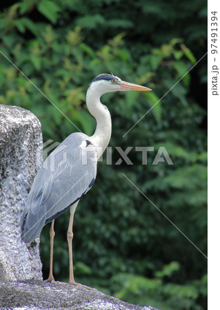 崖の上のサギ 97491394