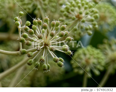 ウコギ科ヤツデの花 ウコギ科ヤツデの花 97491932